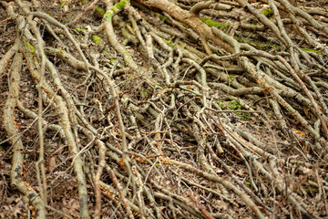 Isolated tree roots on the forest floor, water erosion