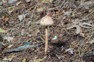 Isolated wild brown mushroom growing in the sunshine off Finger lake trail New York