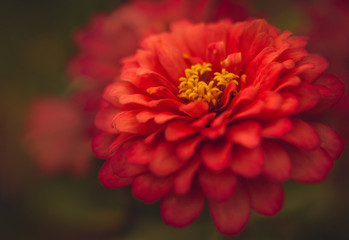 Closeup of red dahlia