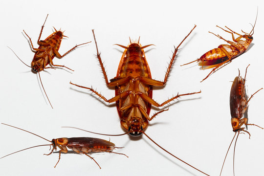 Set of dead Cockroach and Still alive on white background.