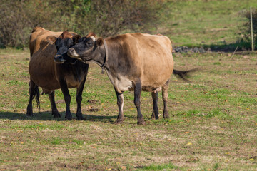Obraz na płótnie Canvas Two affectionate Jersey dairy cows 
