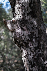 Obraz premium Bark