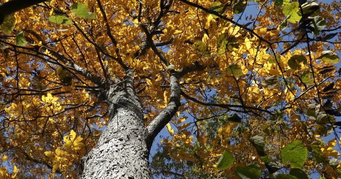 Wide angle lookig up a hickory tree with yellow leaves ona blue aky winfy day