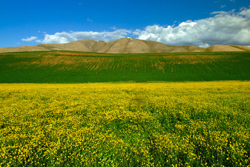 A beautiful landscape with mountains,valley and yellow flowers. Beauty in nature.