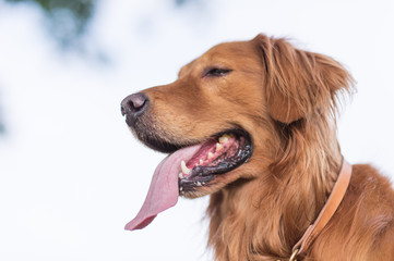 Golden Retriever Head Closeup