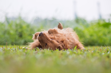 Golden Retriever playing in the meadow