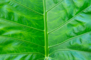 Large leaves Bright green for background