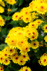 オレンジ色の花