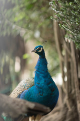 Obraz premium Pavo real Mexicano