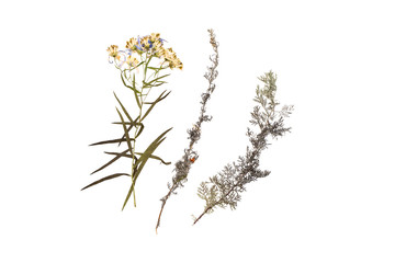 Herbarium with dry pressed plants on white. Green autumn leaves isolated on white background. Top view. Macro image of herbarium, botany.