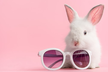 Cute bunny rabbit on pink background with fashionable pair of glasses.