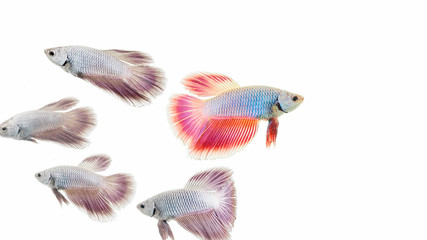 colorful fish isolated on white background.