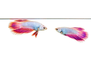 Colorful guppy fish in tank with white background.