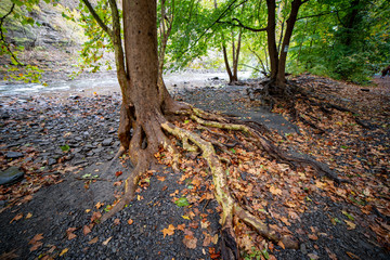 Tree roots exposed on the edge of the creek, erosion from flooding