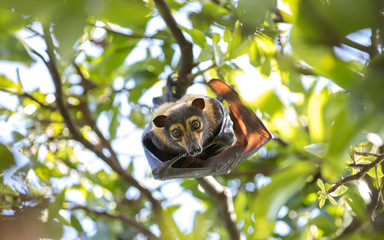 Australia Fruit Bat