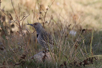 Northern Flicker In The Grass