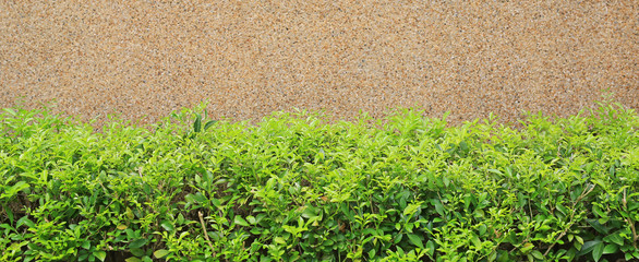 Gravel cement background with small decorative tree. Focus at small tree background.