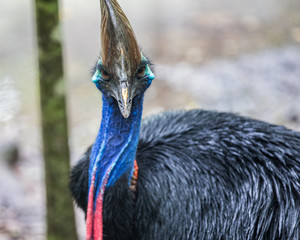Australian Cassowary