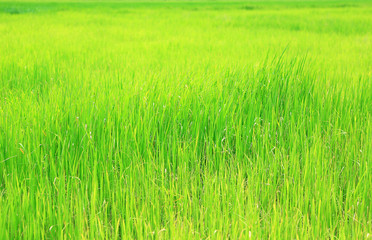young green paddy fields background.