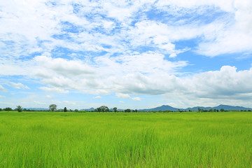 Obraz premium Landscape view young green paddy fields with sky and mountains in the background.