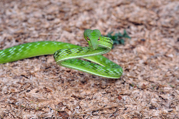 vine snake, whip snake, Ahaetulla nasuta, green snake,
