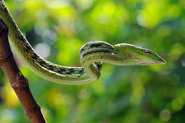 Fototapeta premium vine snake, whip snake, Ahaetulla nasuta, green snake,