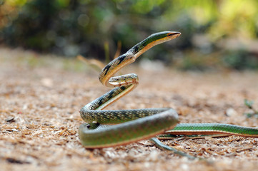 
vine snake, whip snake, Ahaetulla nasuta, green snake,