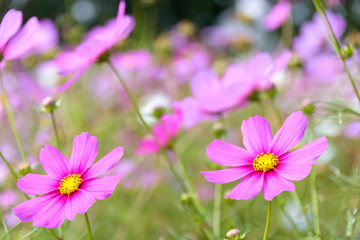 コスモス