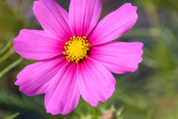 Fototapeta premium コスモス