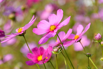 コスモス