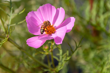 コスモスと蜜蜂