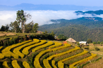 Terraced Rice Field in Pabongpiang Chiangmai Thailand.