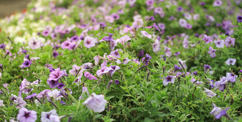 beautiful purple flowers in the garden