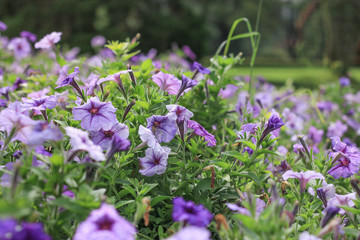 beautiful purple flowers in the garden