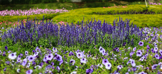 beautiful purple flowers in the garden