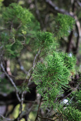 fir trees in the park