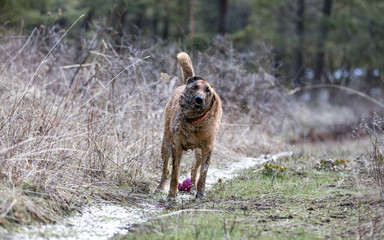 Belgian Malinois/German Shepherd dog