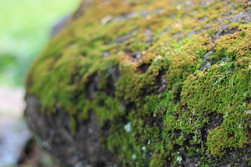 moss stuck to the rock