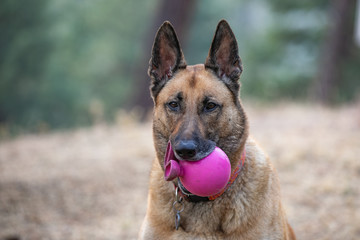 German Shepherd/Belgian Malinois dog