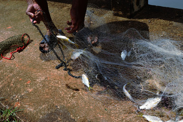 Many freshwater fishes caught with local  tool , Fisherman hands take fish off fishing net ,  Cyprinidae fish  (Mystacoleucus marginatus) in Thailand