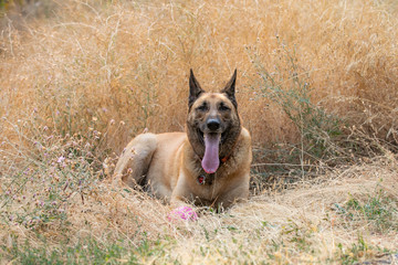 working dog