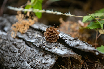 pine cone in the woods