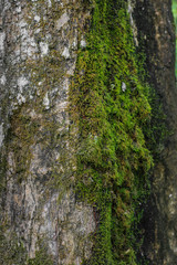 moss attached to wood