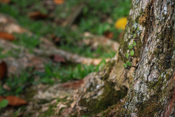 moss attached to wood
