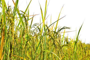 Rice field on white background