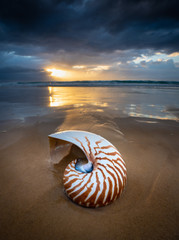 Nautilus shell