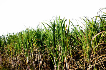 Sugarcane fields on white background