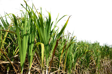Obraz premium Sugarcane fields on white background