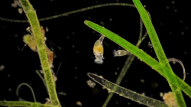Microscopic rotifera filter feed among aquatic plants.