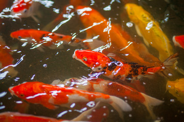 Colorful fish feeder fish in the pond